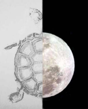 13MoonsonTurtlesBack.jpg
